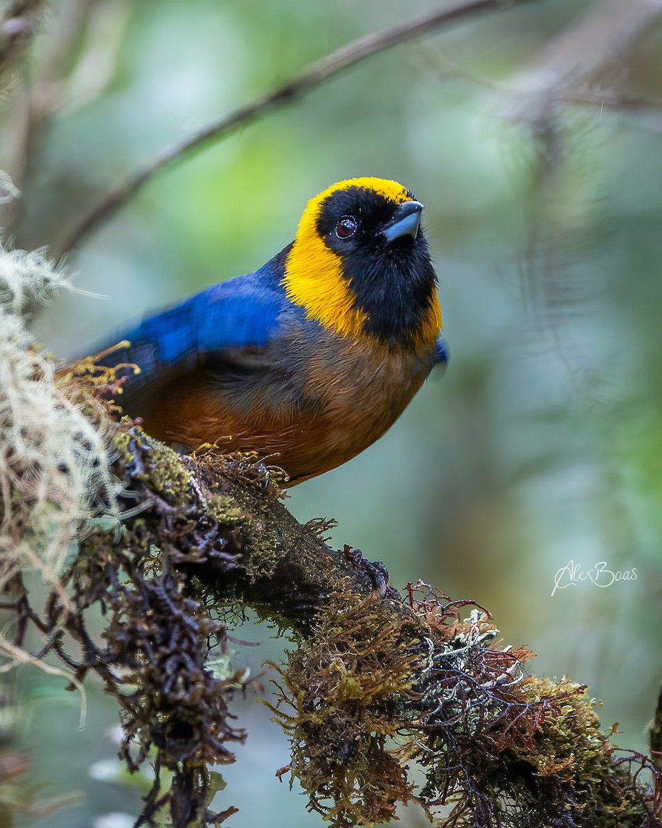 Kastanienbauch-Bergtangare - ML644870037