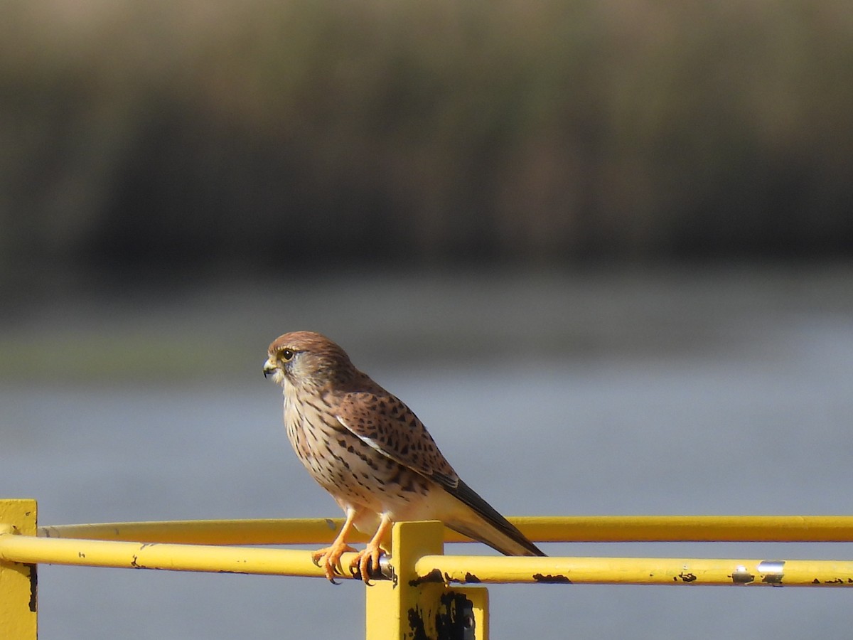 Turmfalke - ML644870038