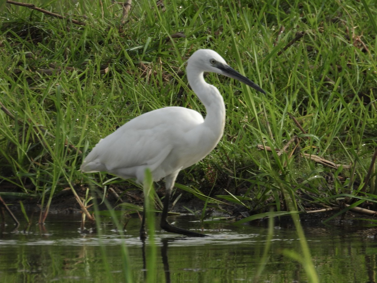 Seidenreiher - ML644870039