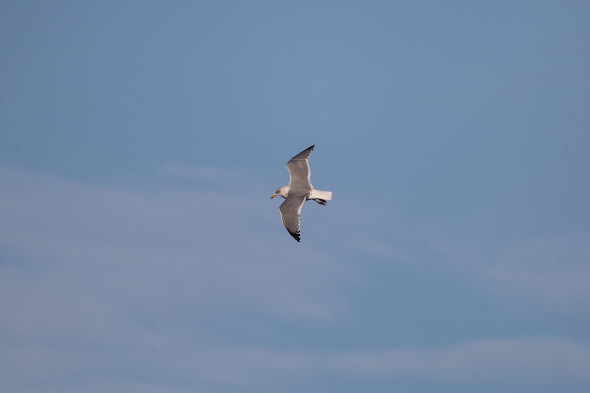 Silbermöwe - ML644870040