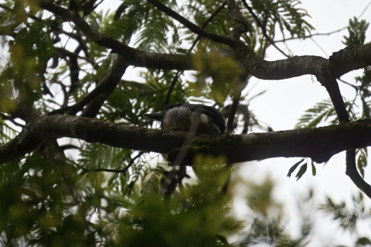 Fahlbauch-Faulvogel - ML644870041