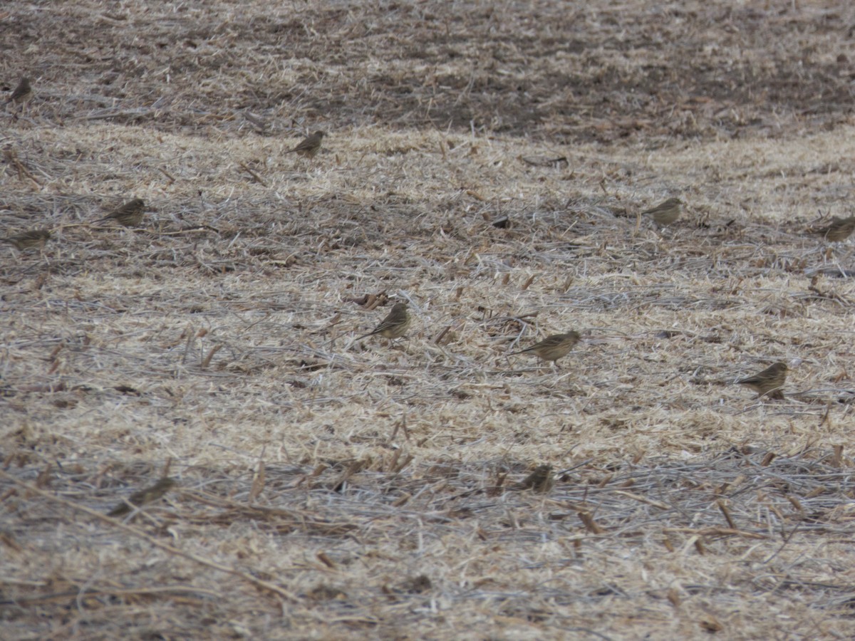 Amerikapieper - ML644870043