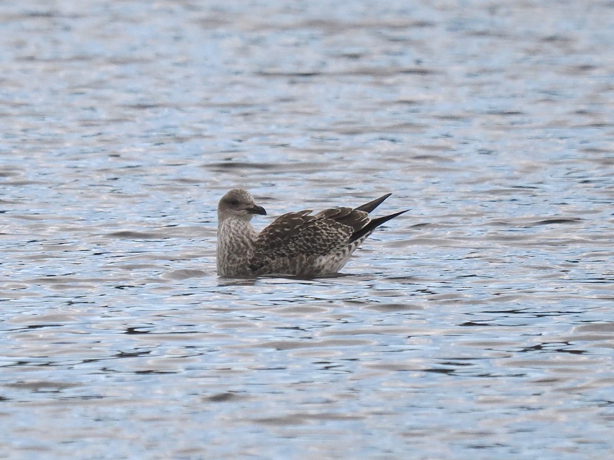 Heringsmöwe - ML644870044