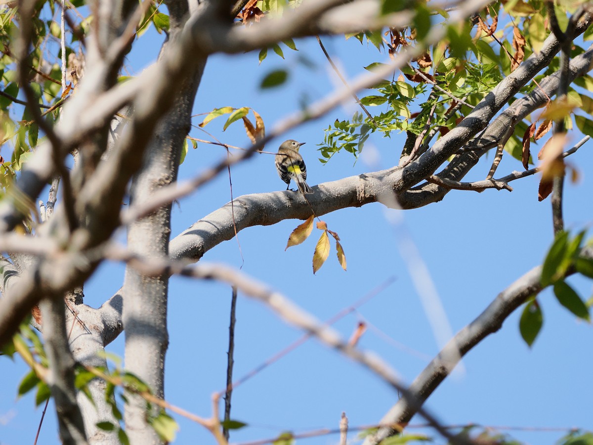 Kronenwaldsänger - ML644870045