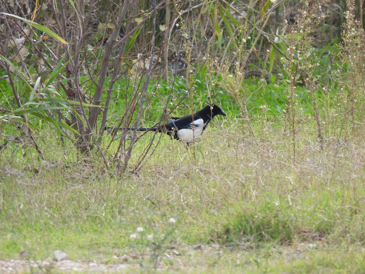 Elster - ML644870046