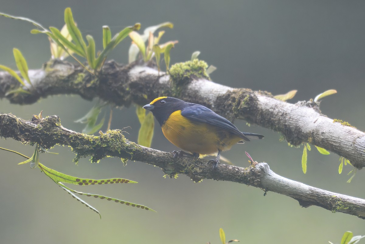 Gelbbauchorganist - ML644870047