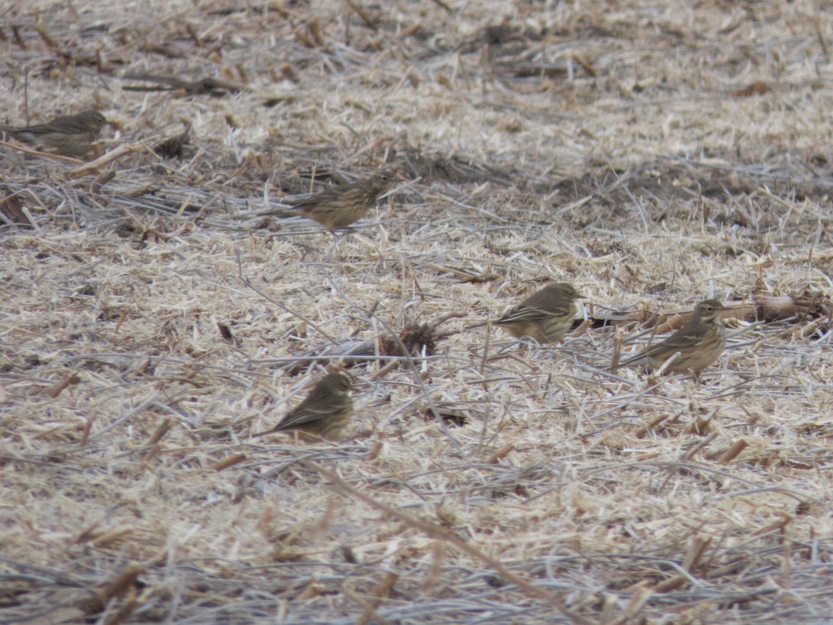 Amerikapieper - ML644870048