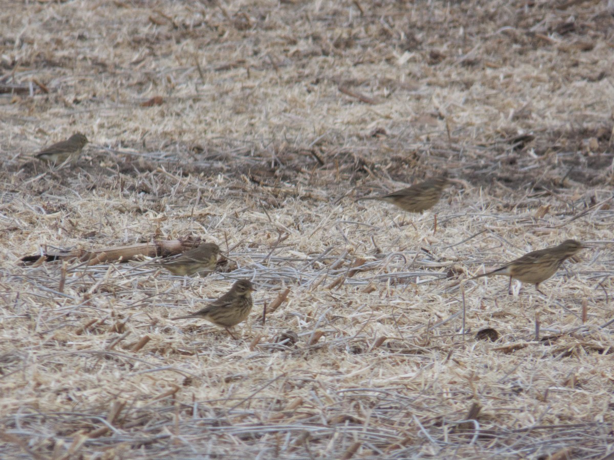 Amerikapieper - ML644870050