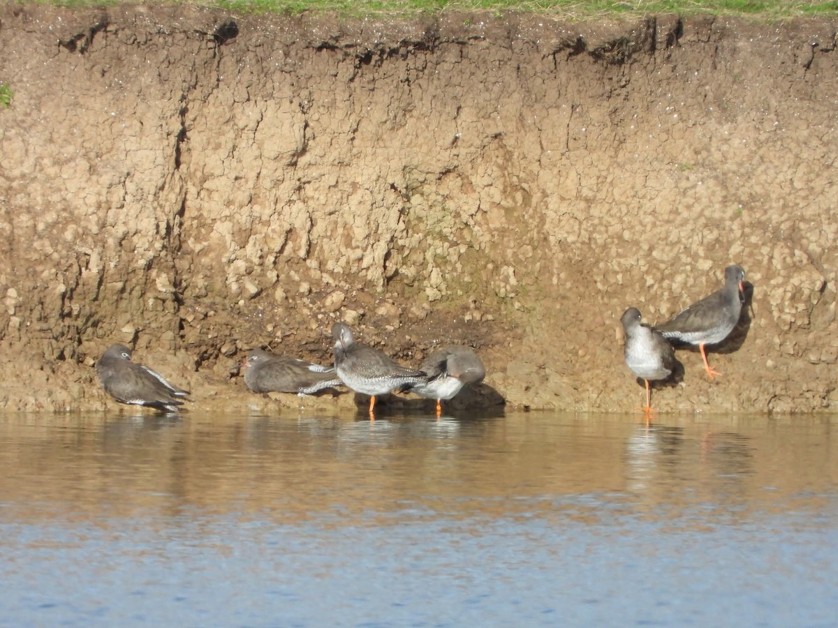 Rotschenkel - ML644870054