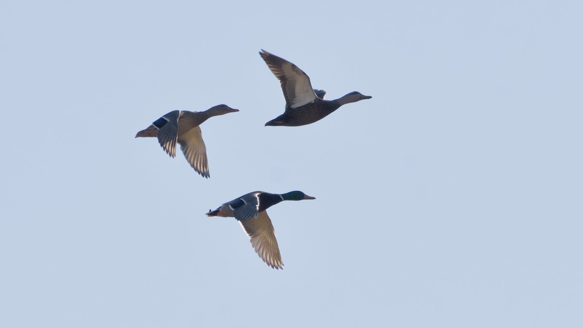 Stockente - ML644870056