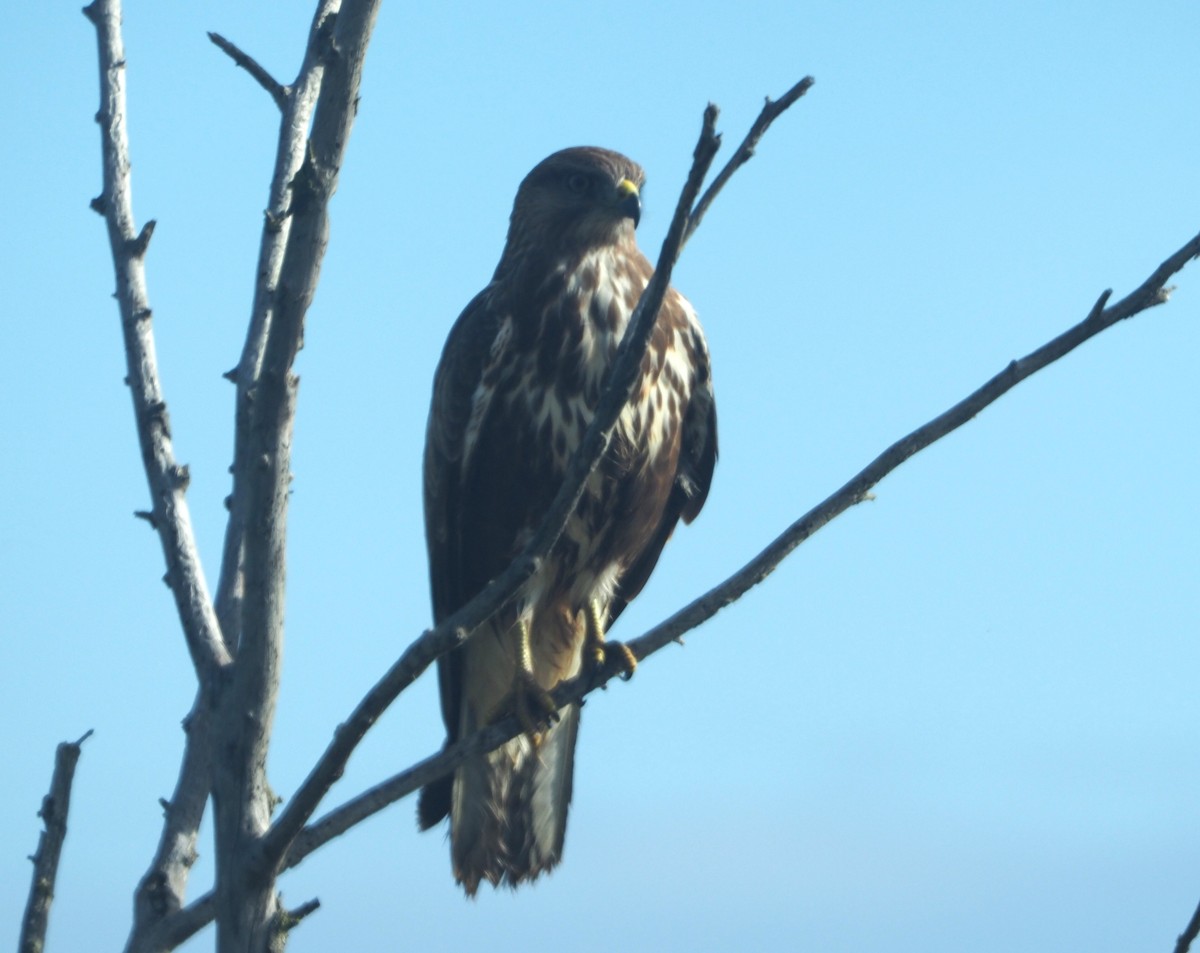 Mäusebussard - ML644870057
