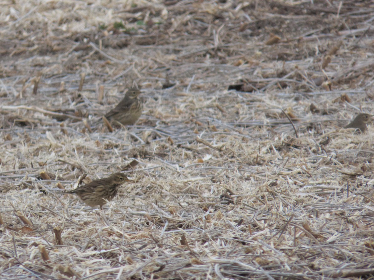 Amerikapieper - ML644870061