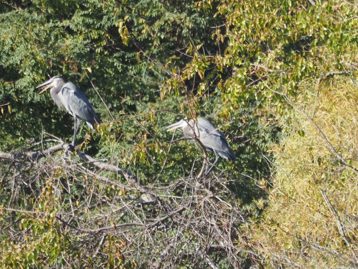 Kanadareiher - ML644870062