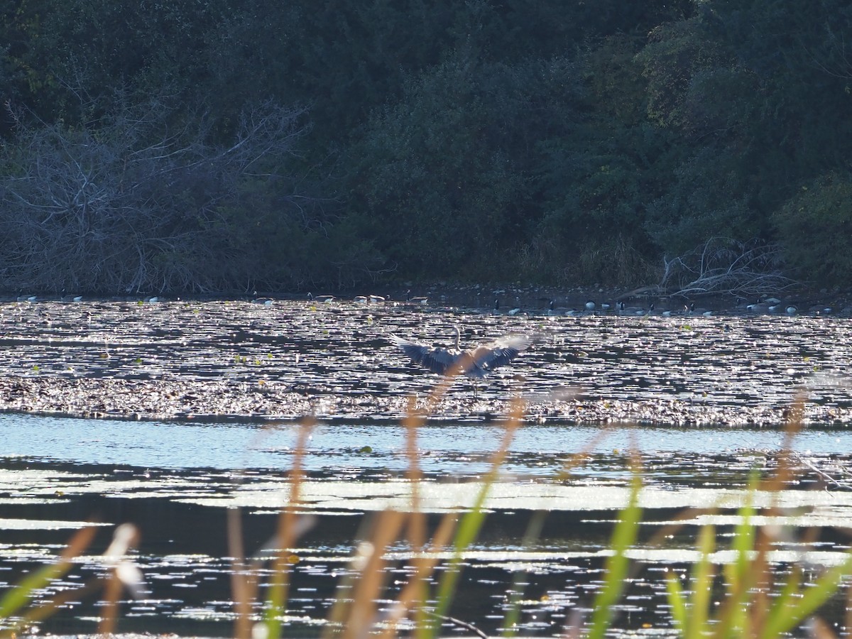 Kanadareiher - ML644870063