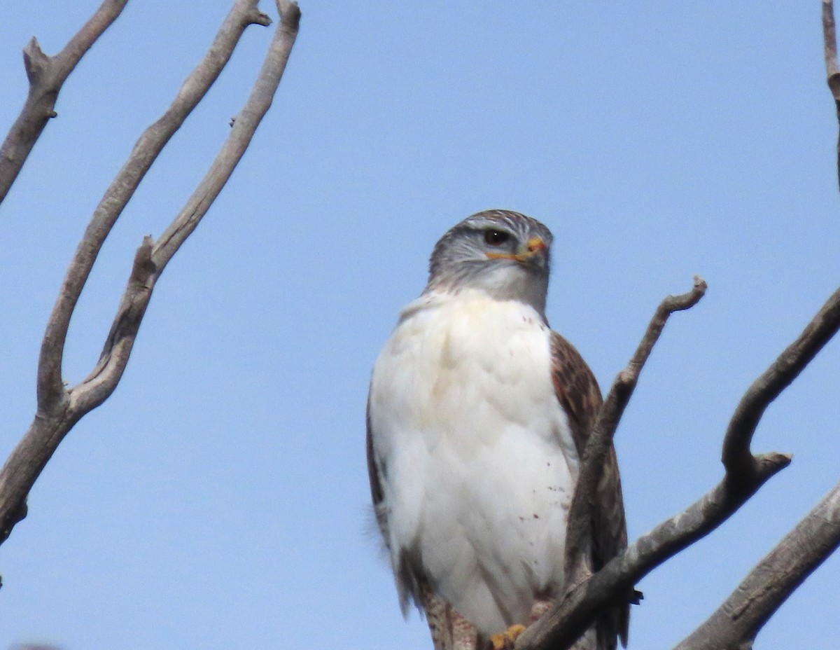 Ferruginous Hawk - ML644870064