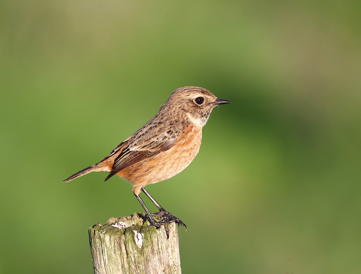 Schwarzkehlchen - ML644870067