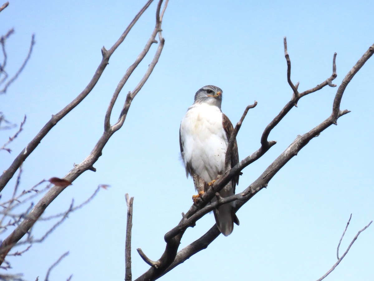 Ferruginous Hawk - ML644870069