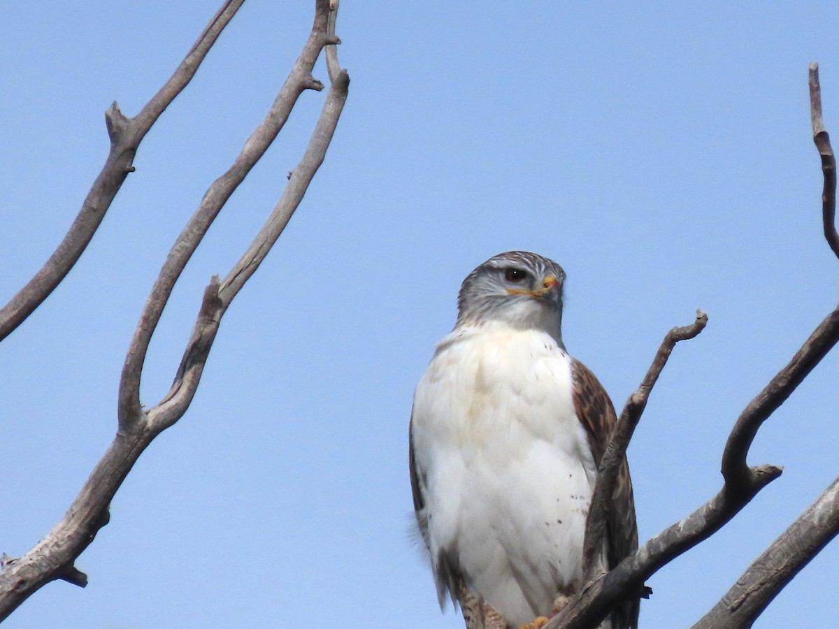 Ferruginous Hawk - ML644870084