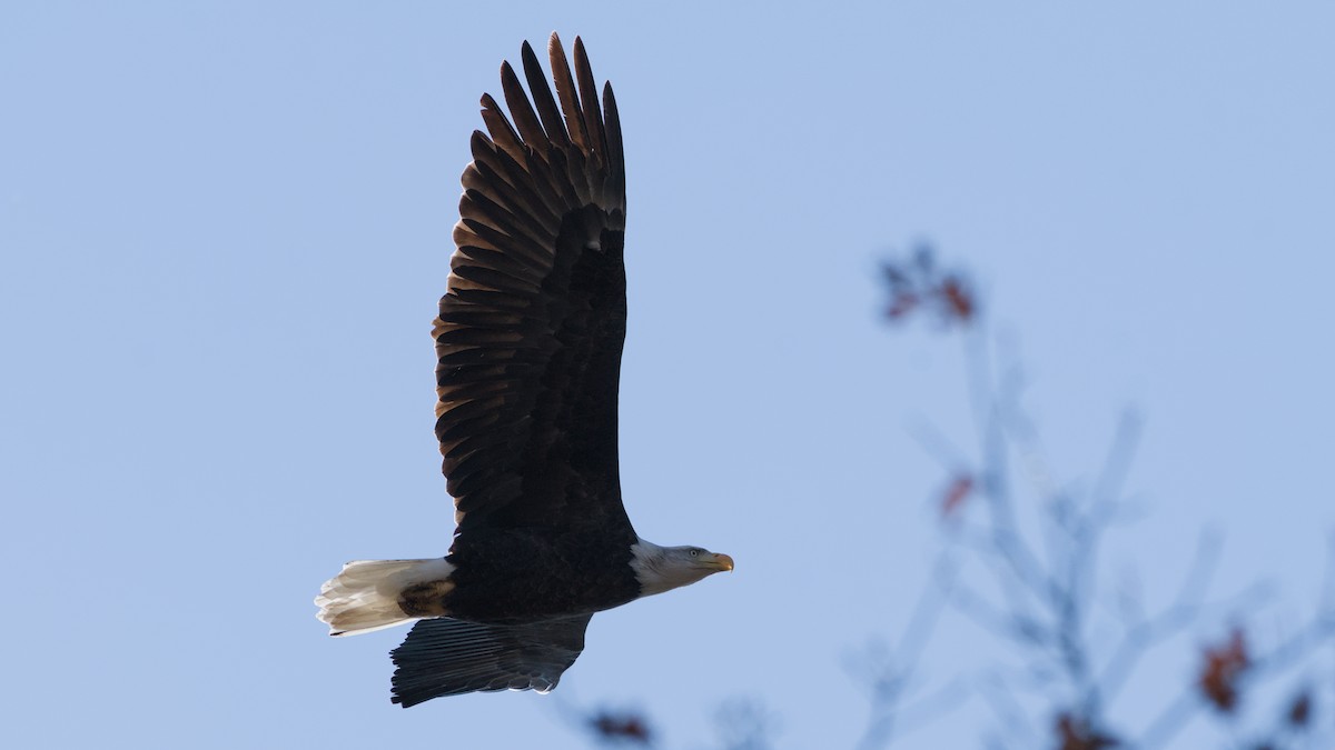 Орлан білоголовий - ML644870087