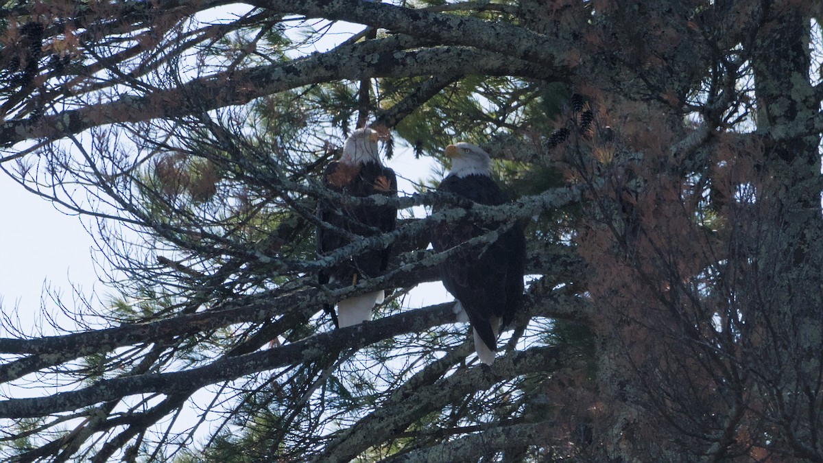 Орлан білоголовий - ML644870088