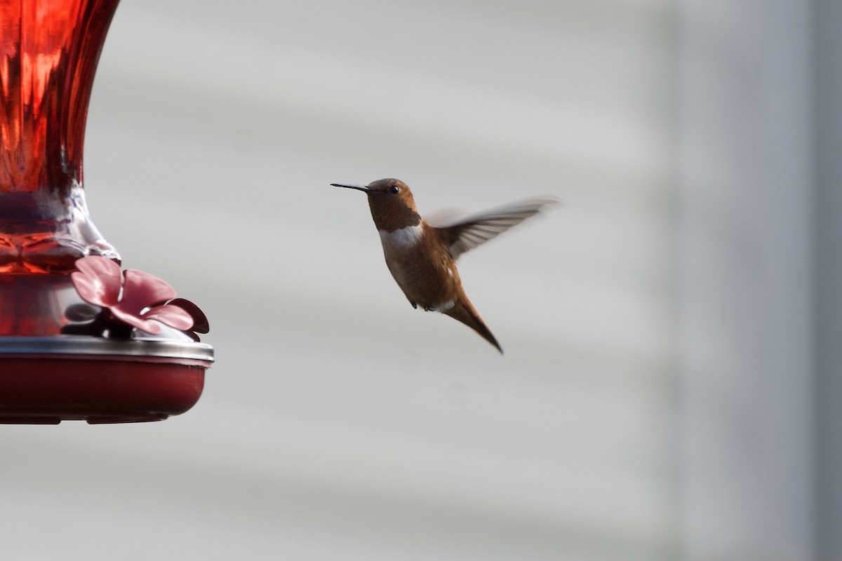 Rufous Hummingbird - ML644870140