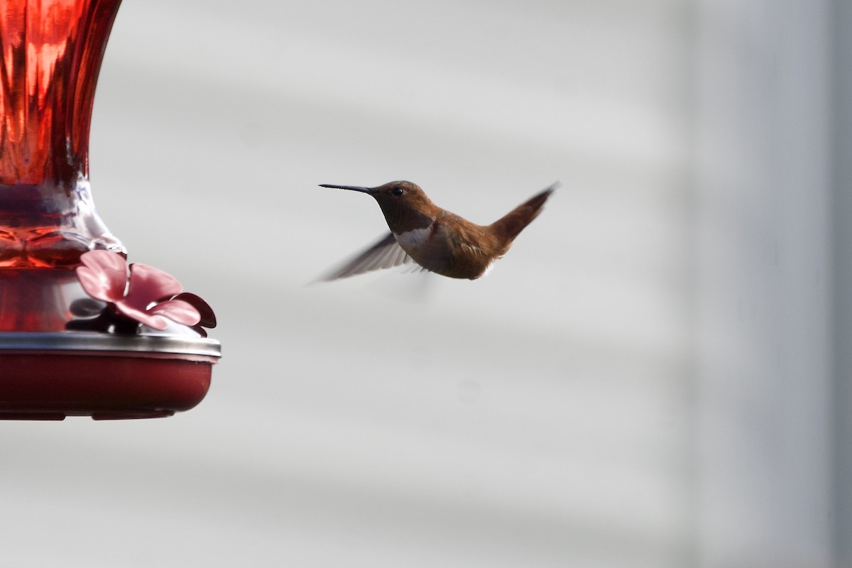 Rufous Hummingbird - ML644870141