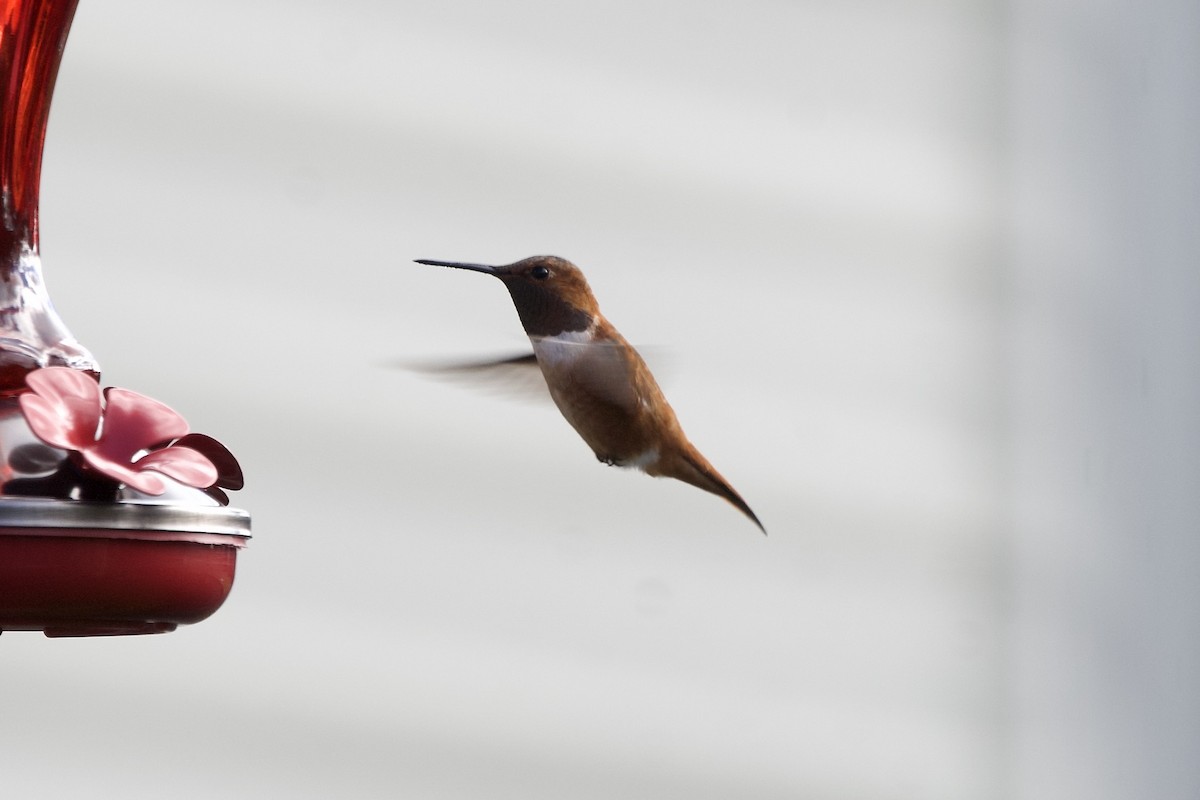 Rufous Hummingbird - ML644870142