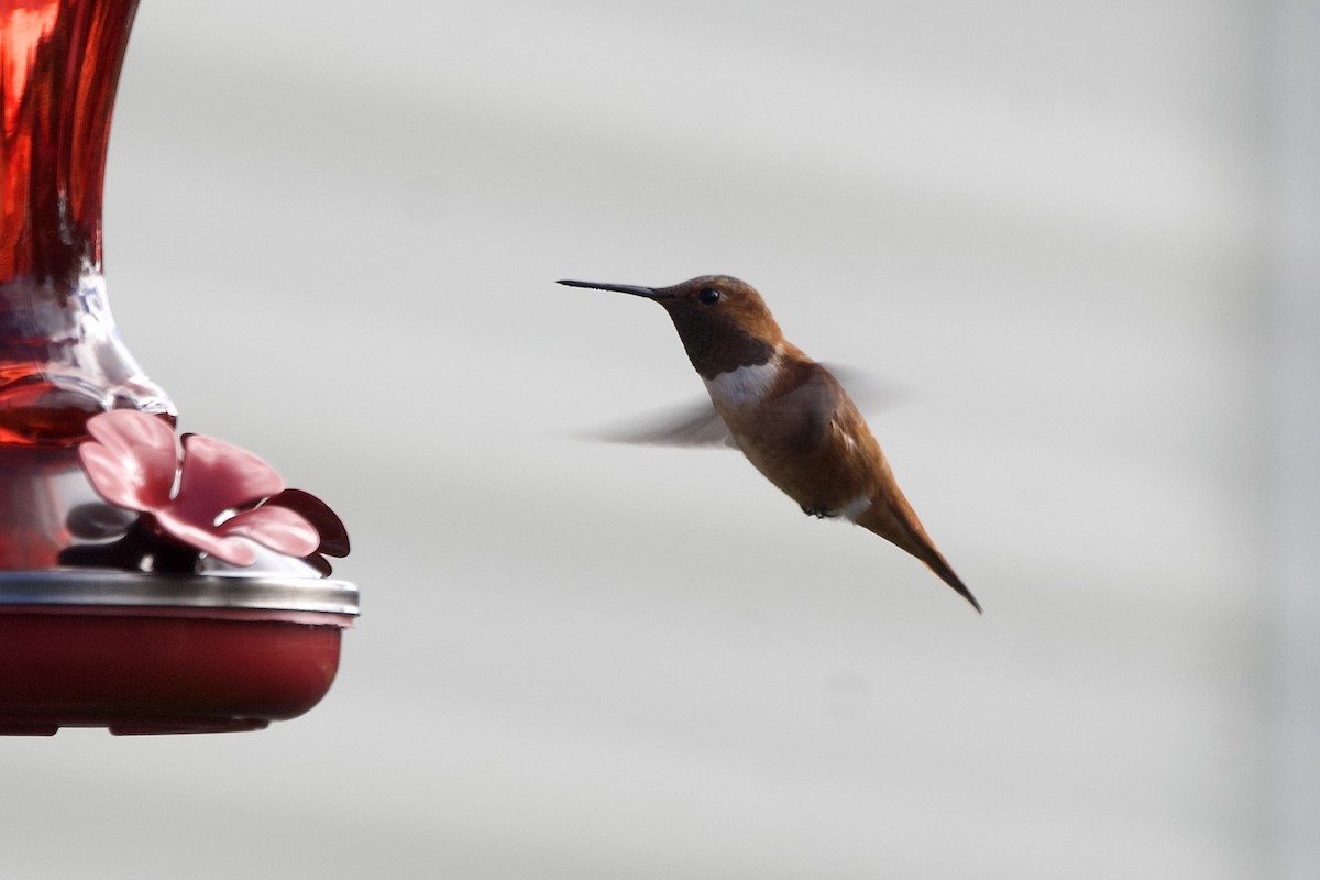 Rufous Hummingbird - ML644870143