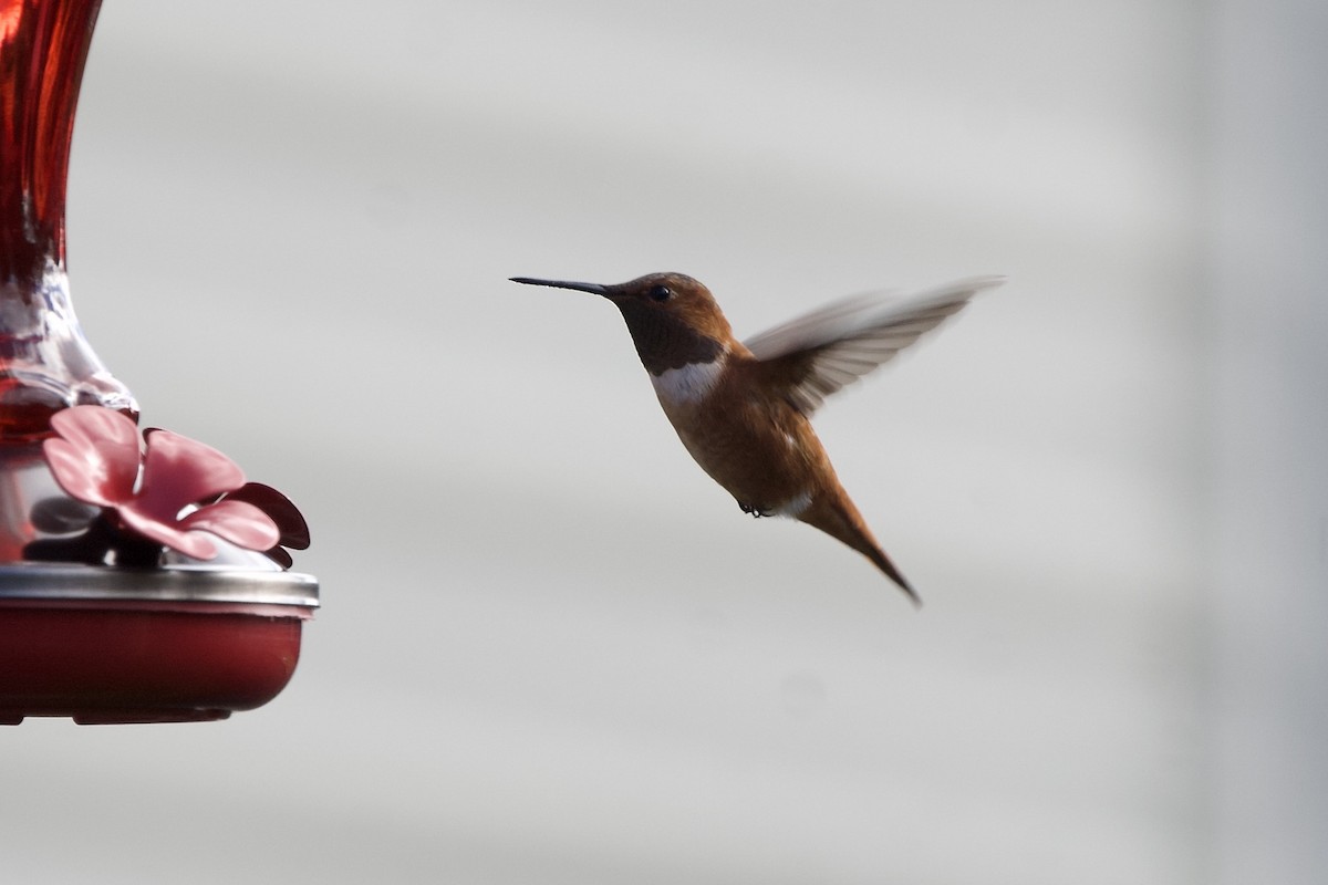 Rufous Hummingbird - ML644870144