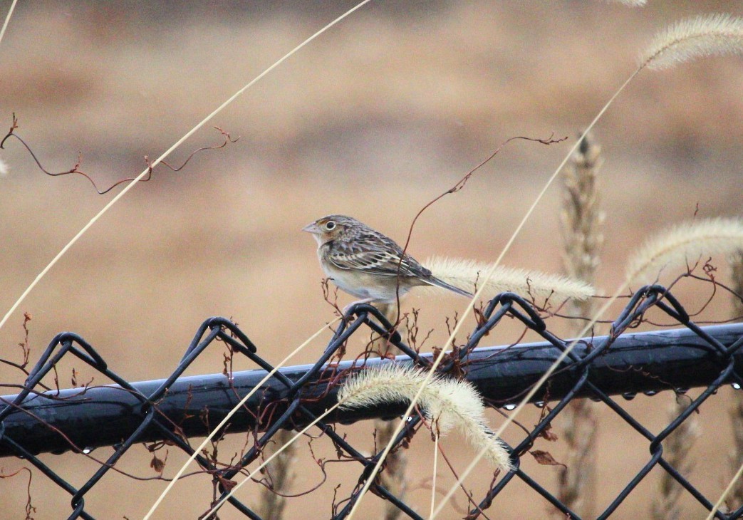 イナゴヒメドリ - ML644870197