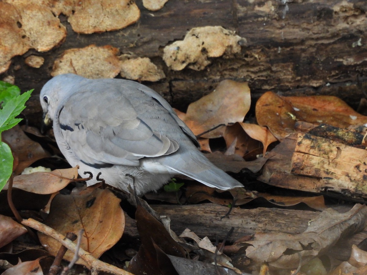 holoubek pikui - ML644870213