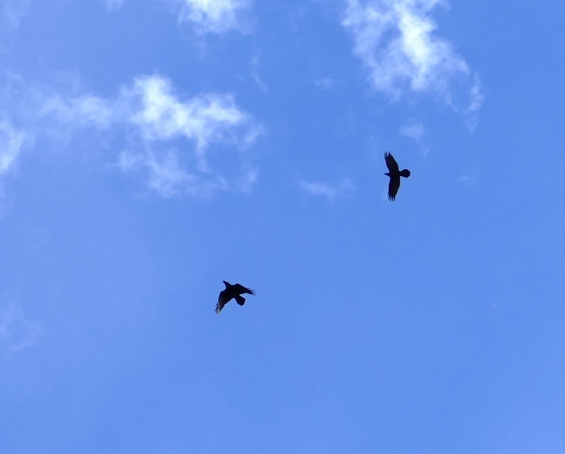 עורב שחור - ML644870219