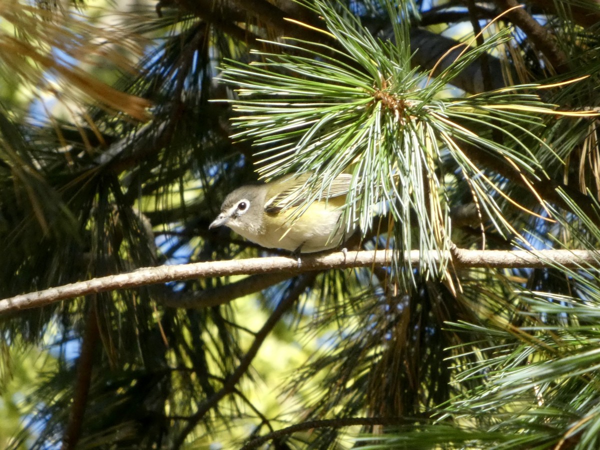 フタスジモズモドキ - ML644870236