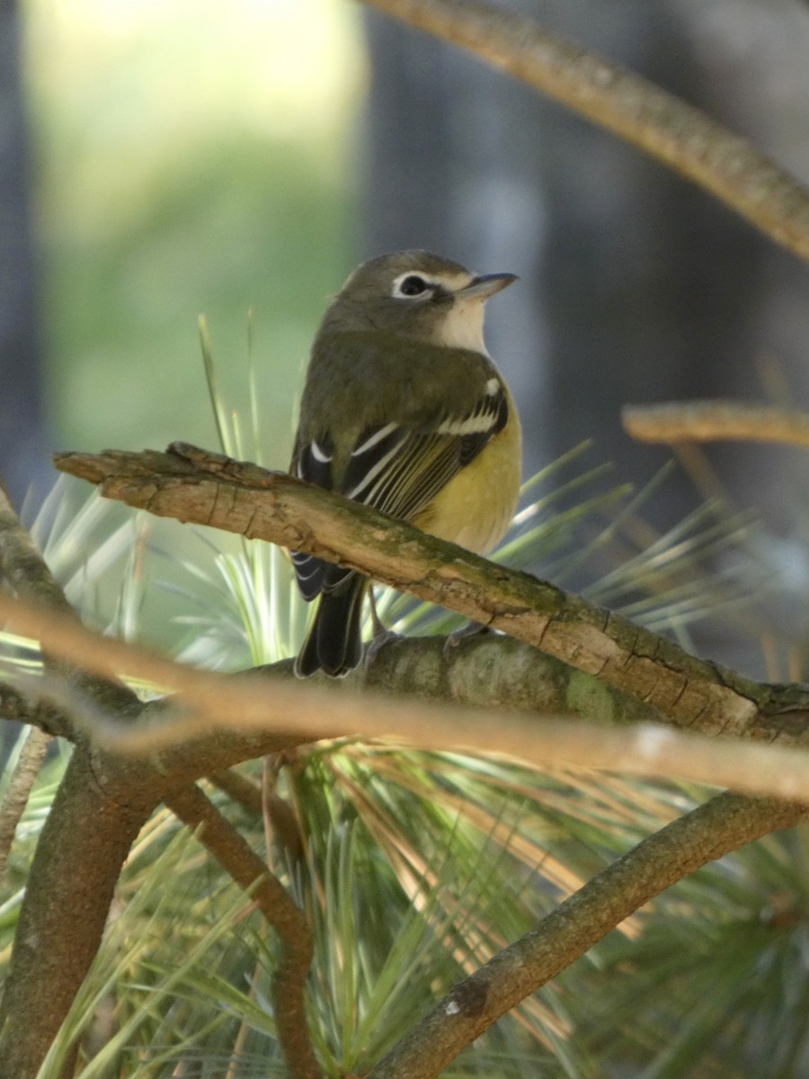 フタスジモズモドキ - ML644870237