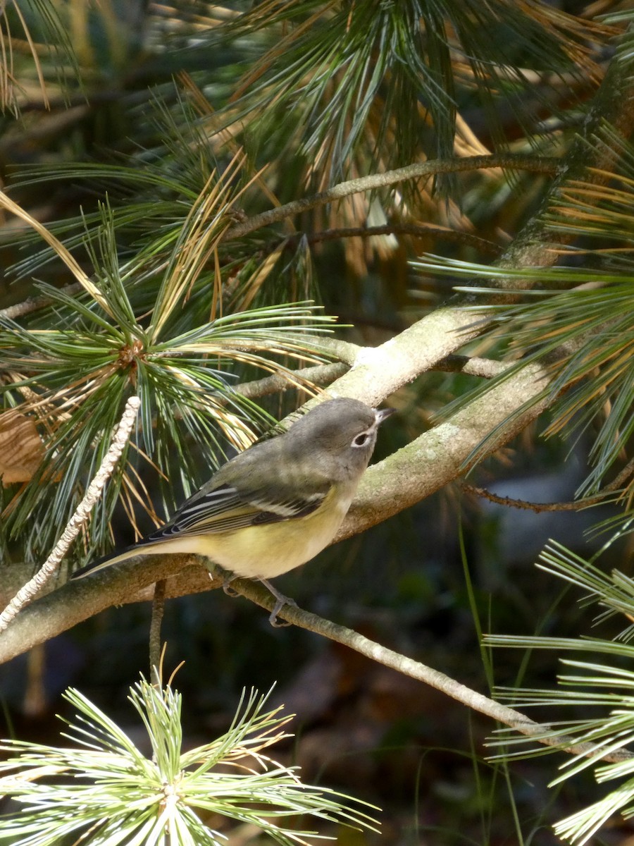 フタスジモズモドキ - ML644870238