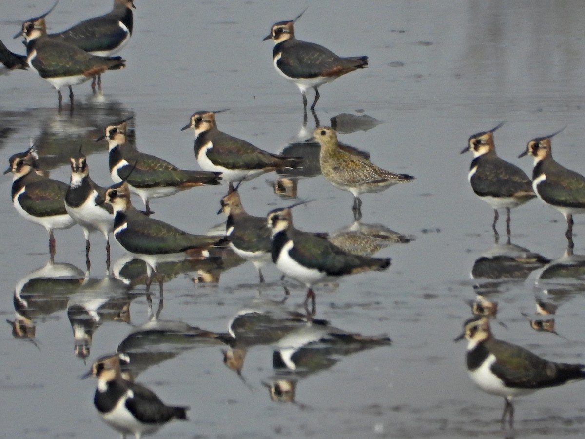 Сивка звичайна - ML644870249