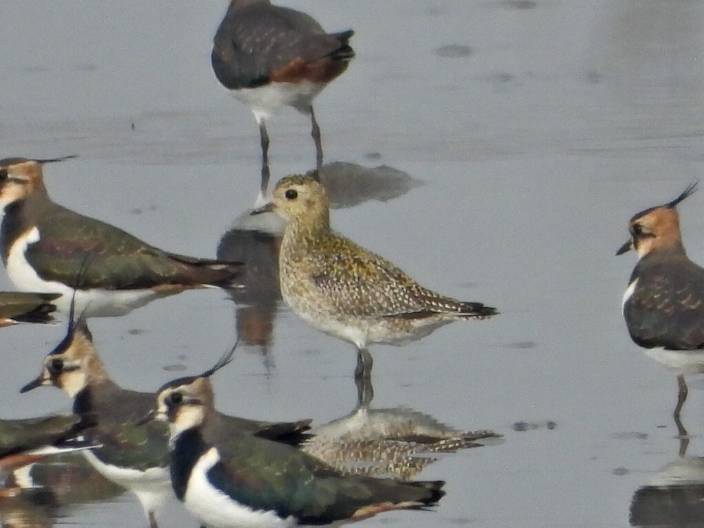 Сивка звичайна - ML644870250