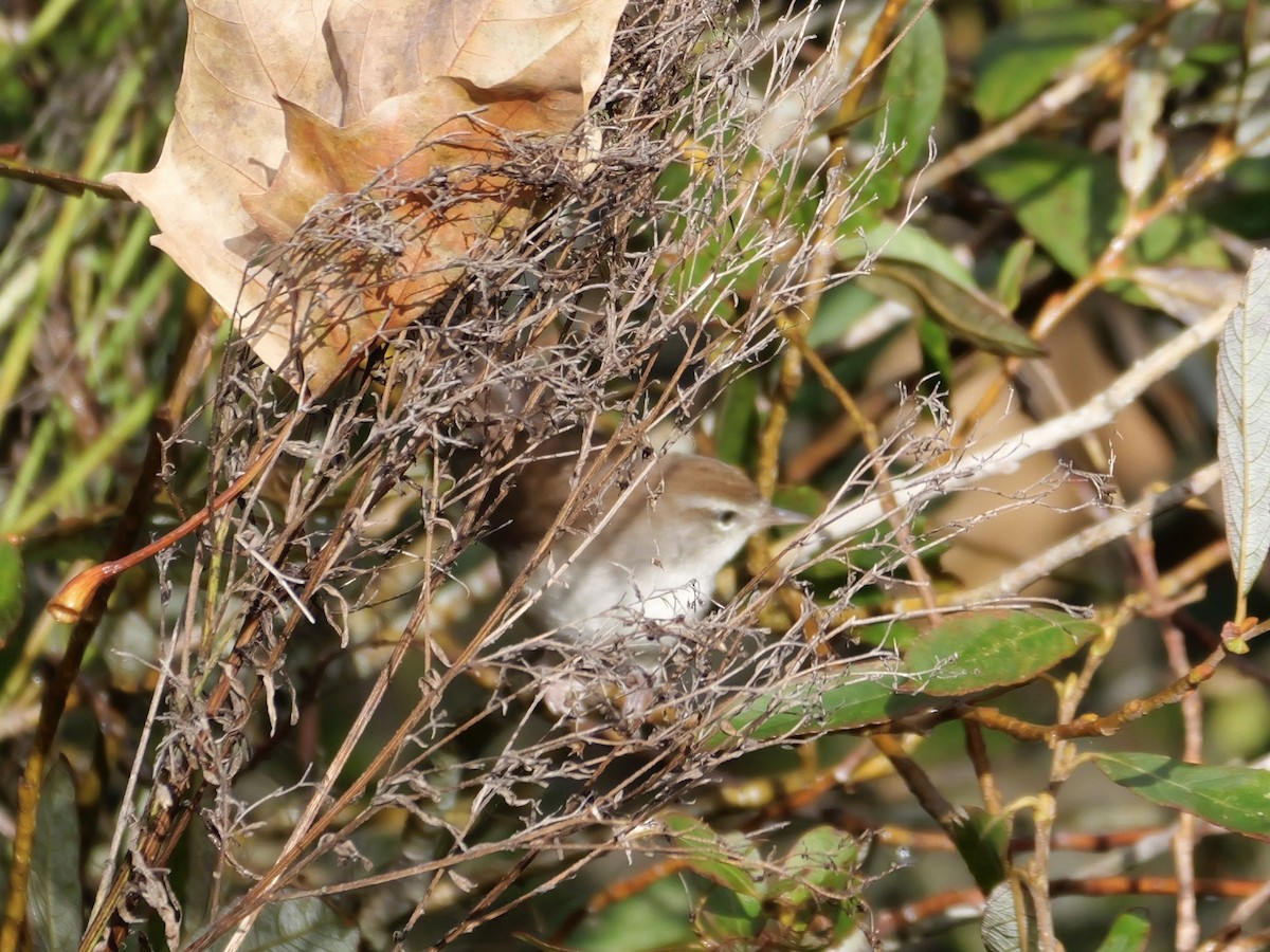 Cetti's Warbler - ML644870272