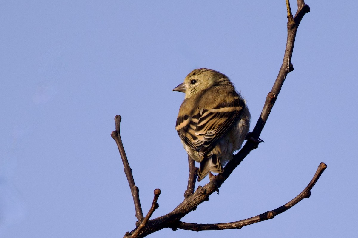 Altın İskete - ML644870282