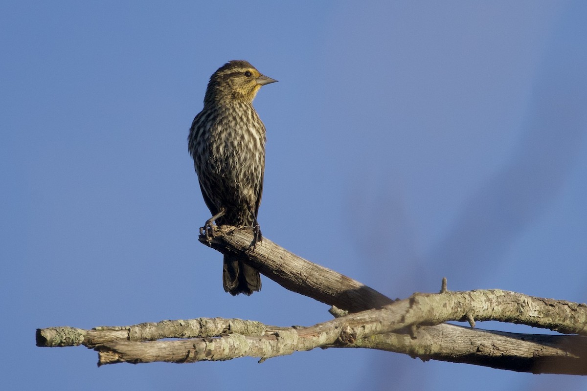 Red-winged Blackbird - ML644870286