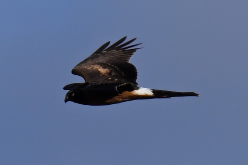 Американский лунь - ML644870300