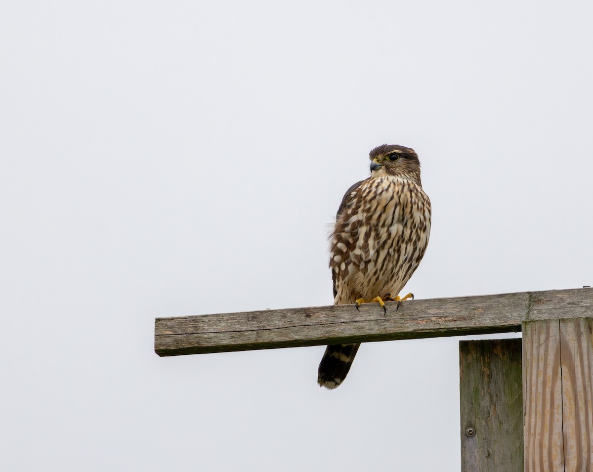 dřemlík tundrový - ML644870330