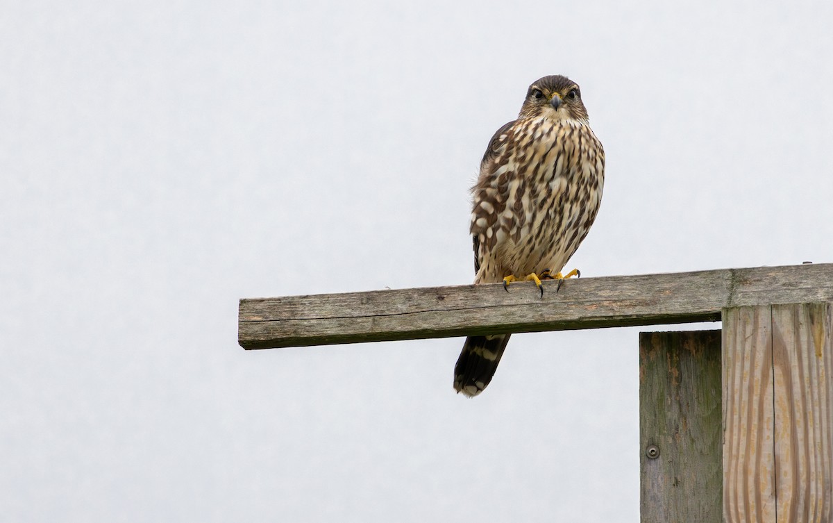 dřemlík tundrový - ML644870331