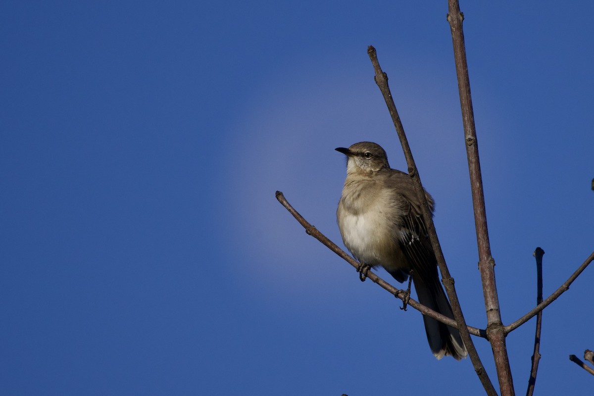 Northern Mockingbird - ML644870334