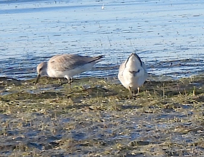 Red Knot - ML644870339