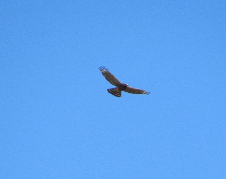 Red-shouldered Hawk - ML644870349