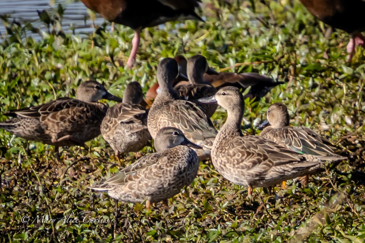 Синекрылый чирок - ML644870352