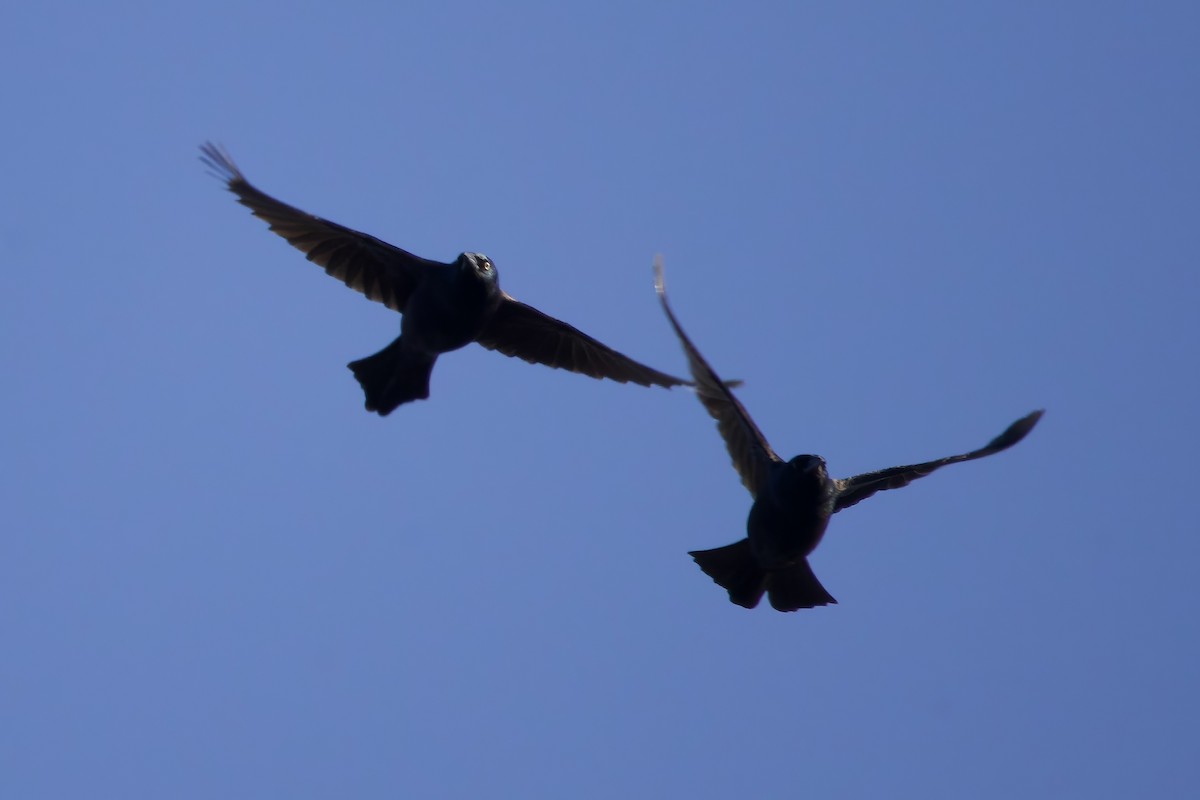 Purpurgrackel - ML644870355