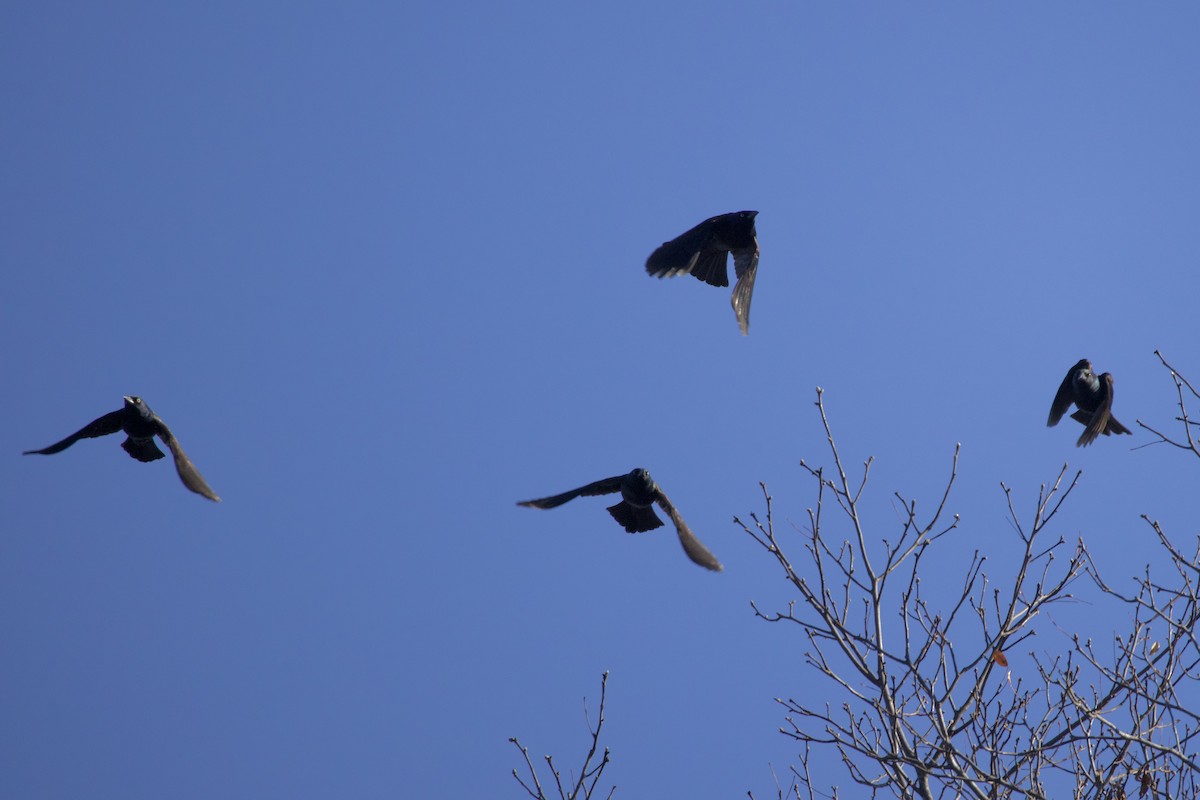 Purpurgrackel - ML644870356