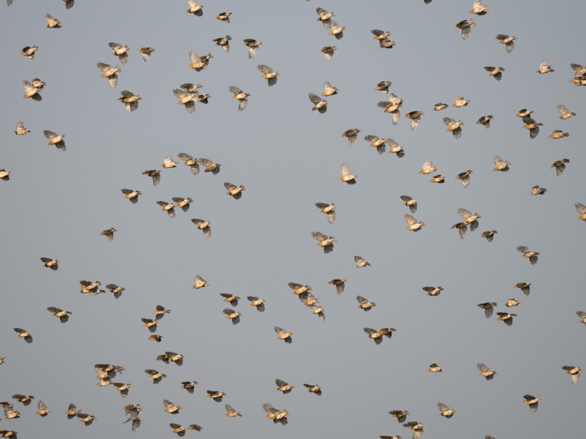 Baya Weaver - ML644870357